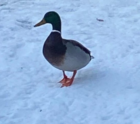 South Yorkshire Ability Counts League tweet media