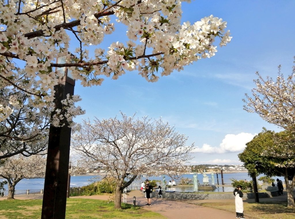 #こすぶる 🌌4月12日江ノ島🏝️ 4月5日相模原桜🌸 tweet media