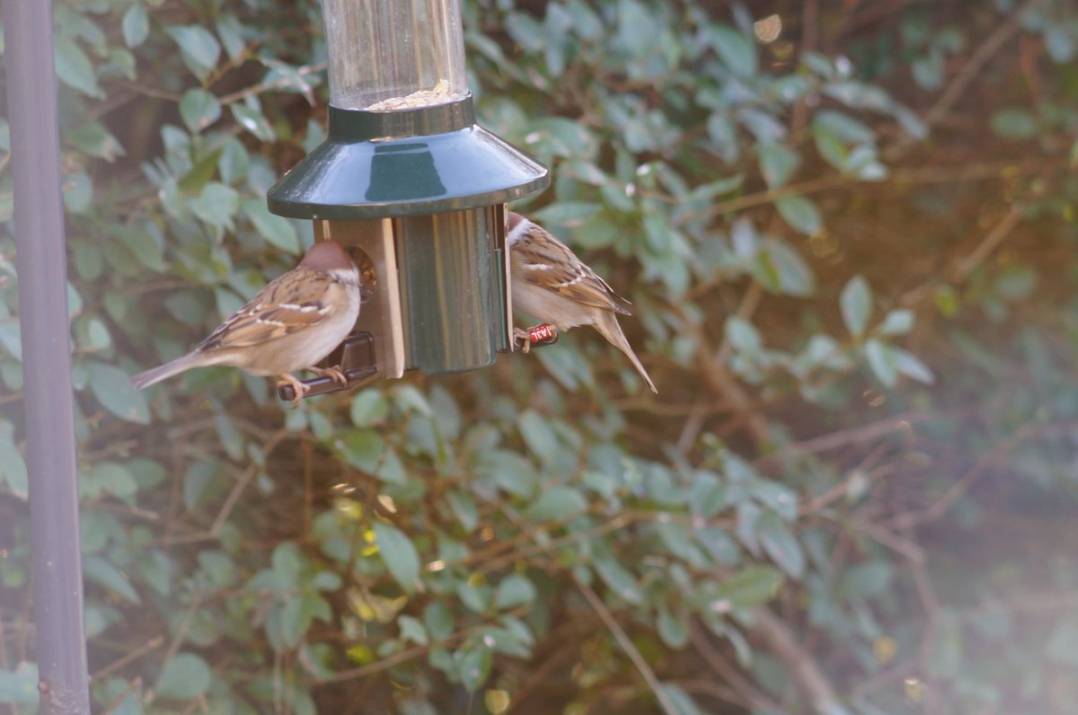 Delighted with my suburban Tree Sparrow project (Glasgow) results for 2024. 
122 pulli/adults given Darvics.

22 different resightings of 9 birds on local garden feeders

16 different ringed birds retrapped during mist-netting sessions.

Retraps mainly 2024 birds.