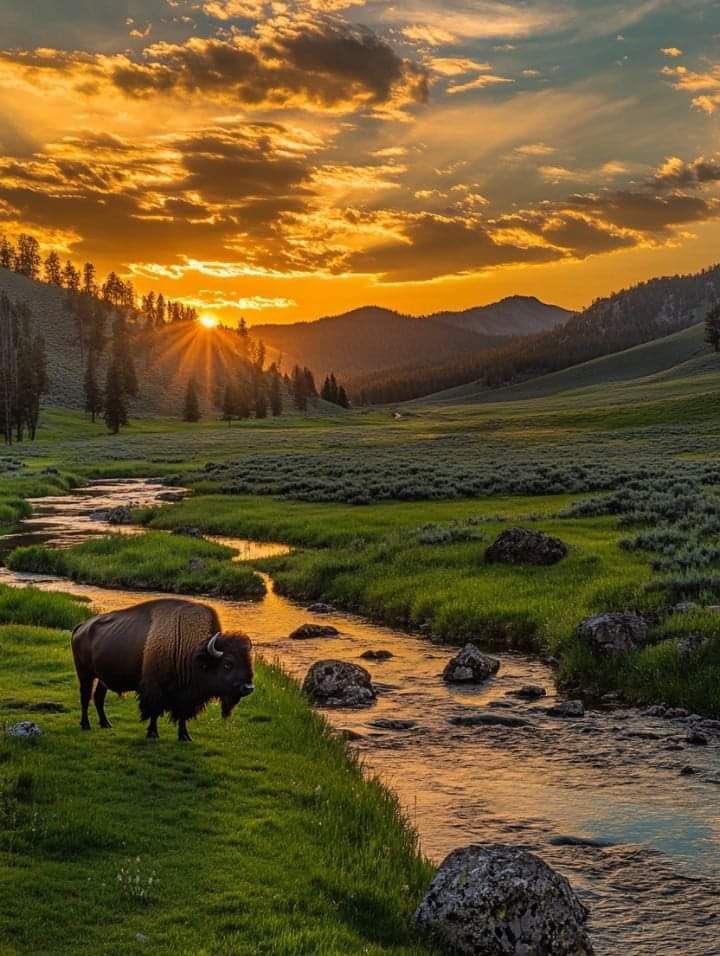 Yellowstone National Park