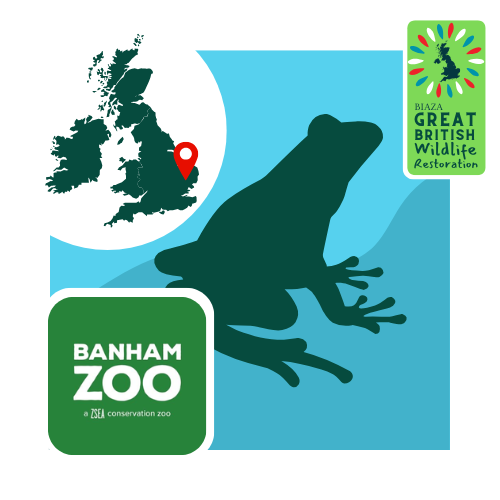 🐸Pool frogs declared extinct in the UK in the 1990s have a helping hand!

@BanhamZoo is raising tadpoles &amp; releasing froglets into restored natural habitat in Norfolk🙌

It's in the running for the Great British Wildlife Restoration Award! ow.ly/IWqs50UzfSq

📷<a href="/ZooSocEA/">Zoological Society of East Anglia</a>