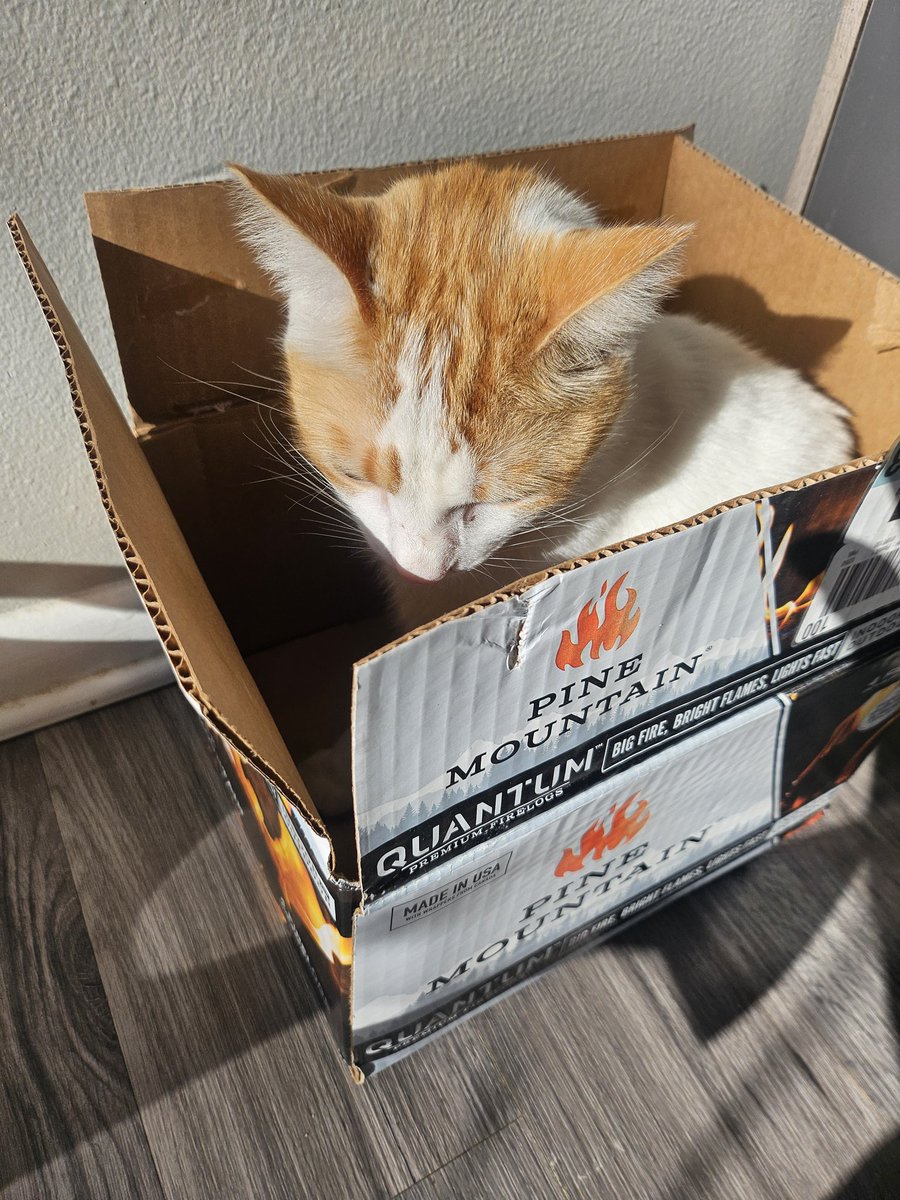 NatoBeans's tweet image. 