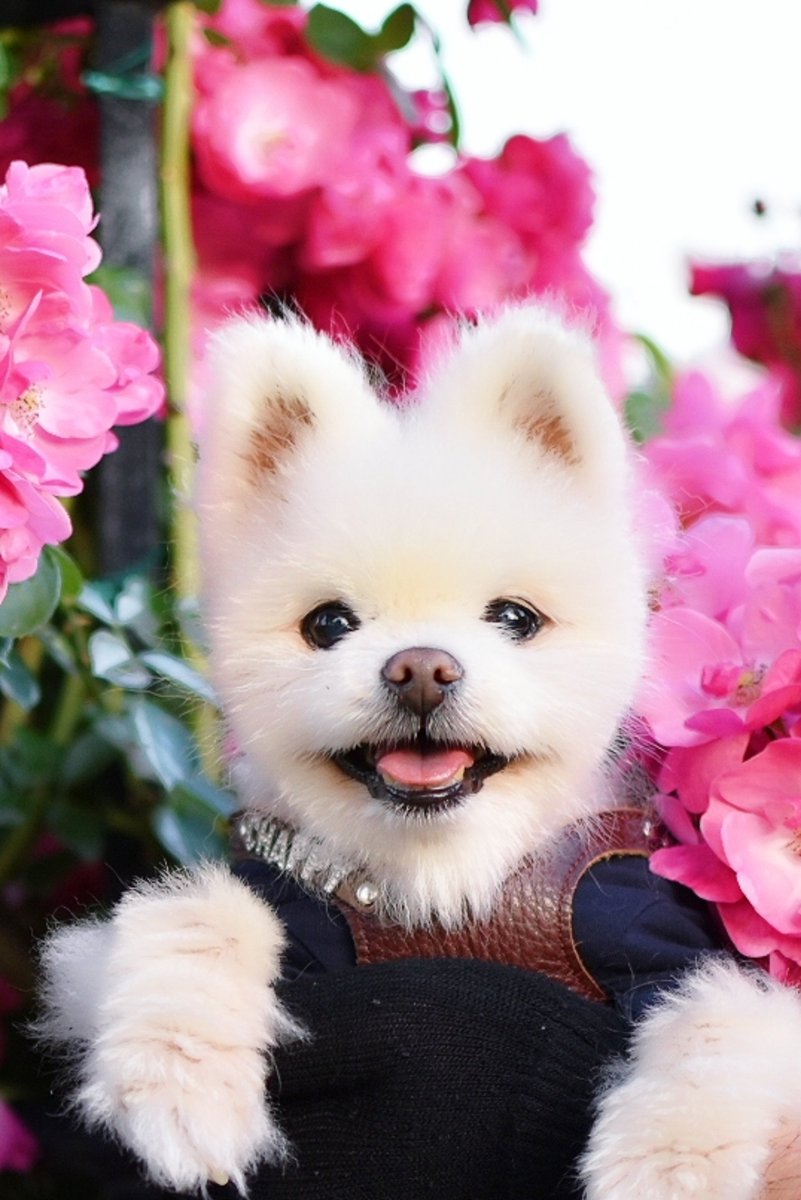 お別れの優しいお言葉ありがとうございます

今日は一緒に居れる最後の日
チャッピーは穏やかな顔でまるで寝ているようです

16年も一緒に居てくれてありがとう🐶😊
これからも心の中で一緒だよ
楽しかったね
また会おうね

明日の8:00天に向かいます🌈