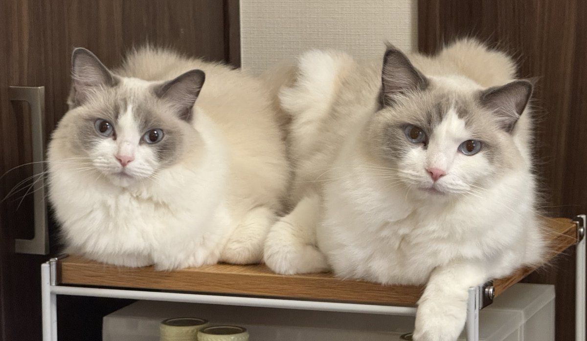 外はしゃむいけど、くっつけばあたたかいよね🐈