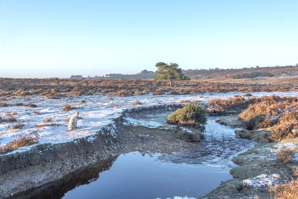 Cold and crisp, the best #newforest #frost #stormhour #snow