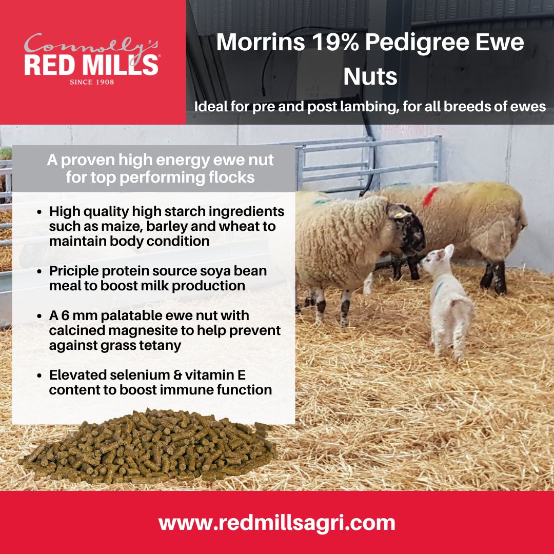 It is important to plan ahead for a successful lambing season and nutrition plays a key role in this. Morrins 19% Pedigree Ewe Nuts from the #REDMILLS range is an ideal feed for all breeds of ewes pre &amp; post lambing,  click the link below⬇️

redmillsagri.com/.../morrins-19…

#REDMILLSAgri