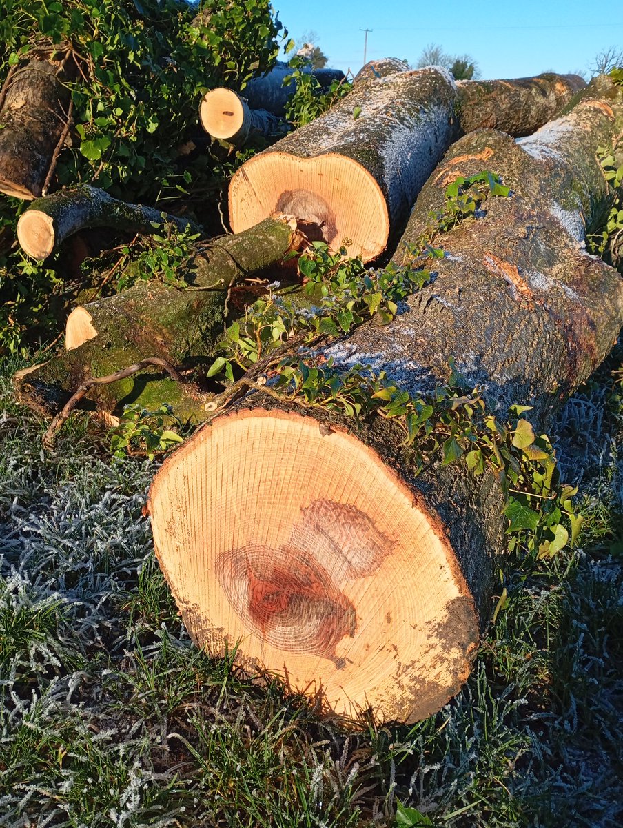 Joe Healy tweet media