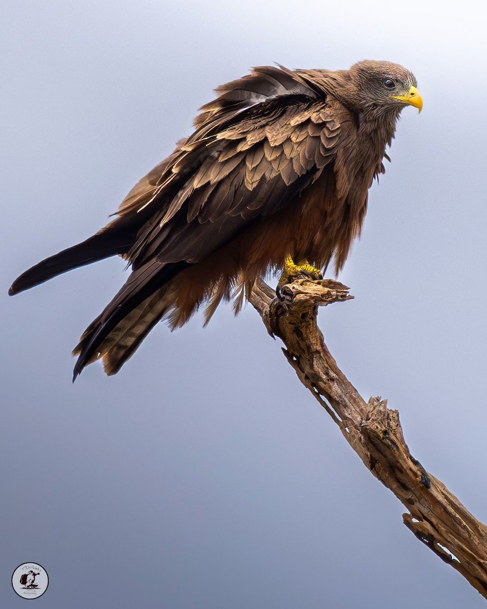 Timothy Marks 🎥 🇿🇼 🐘 tweet media