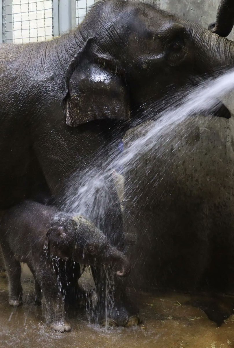 $Jet is the cute baby elephant born through AI and ready to see the public at <a href="/stlzoo/">Saint Louis Zoo</a> soon! 🐘👀