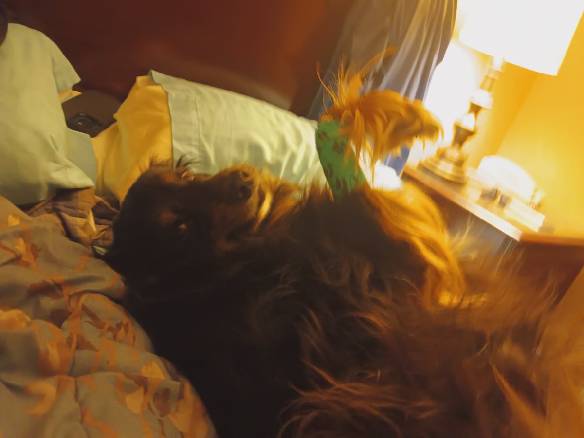 joelbaxter17's tweet image. To everyone else he was just a dog, but to me he was so much more, he was my dog Paco and my best friend and much more