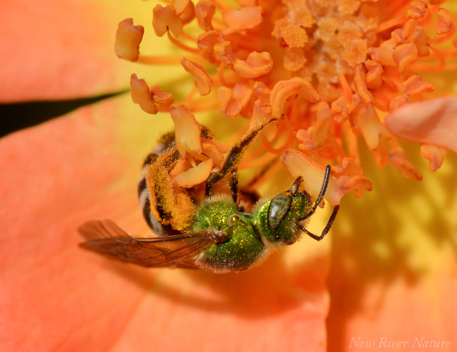 KerriFar's tweet photo. "Now it's the little moments that stop me in my tracks, because that's what life is all about." — Joanna Gaines - #MetallicGreenBee for #InsectThursday ~ #InsectMacro #NatureMacro #MacroPhotography #NewRiverNature #NatureLovers #NatureTherapy #LittleThings https://t.co/y8aLRnwB82