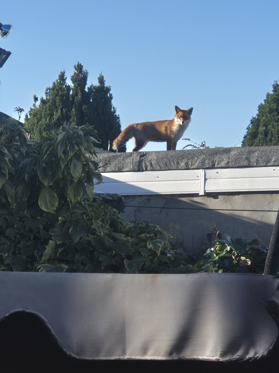 Adele Edwin-Lamerton tweet media