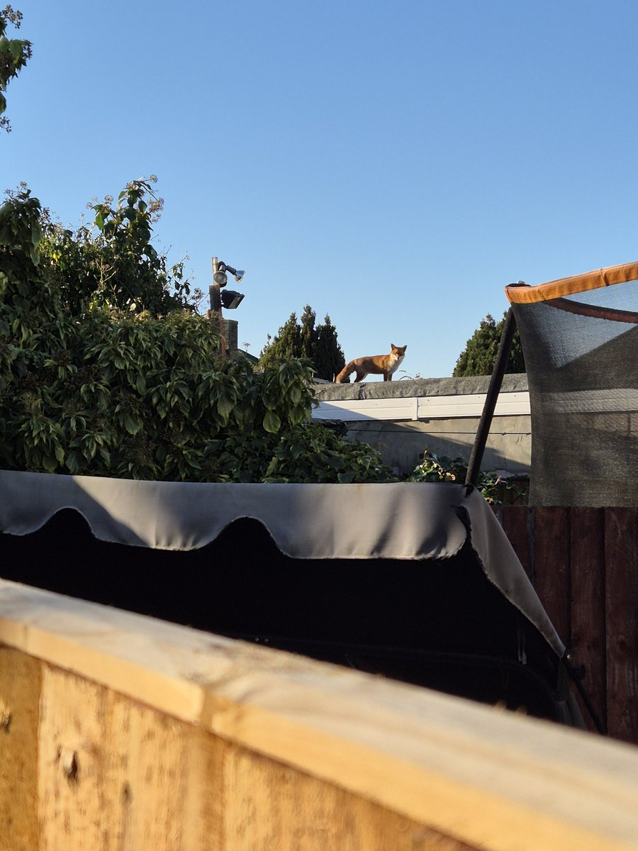 Adele Edwin-Lamerton tweet media