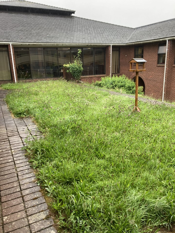 Study bit.ly/40pjJOV from <a href="/Safeguard2021/">Safeguard</a> shows reduced lawn mowing frequencies of between 6-12 weeks increases pollinator abundance by 170%.  Using UK MoJ prison sites to look at how lawns in urban and sub-urban building complexes can be managed for pollinator abundance