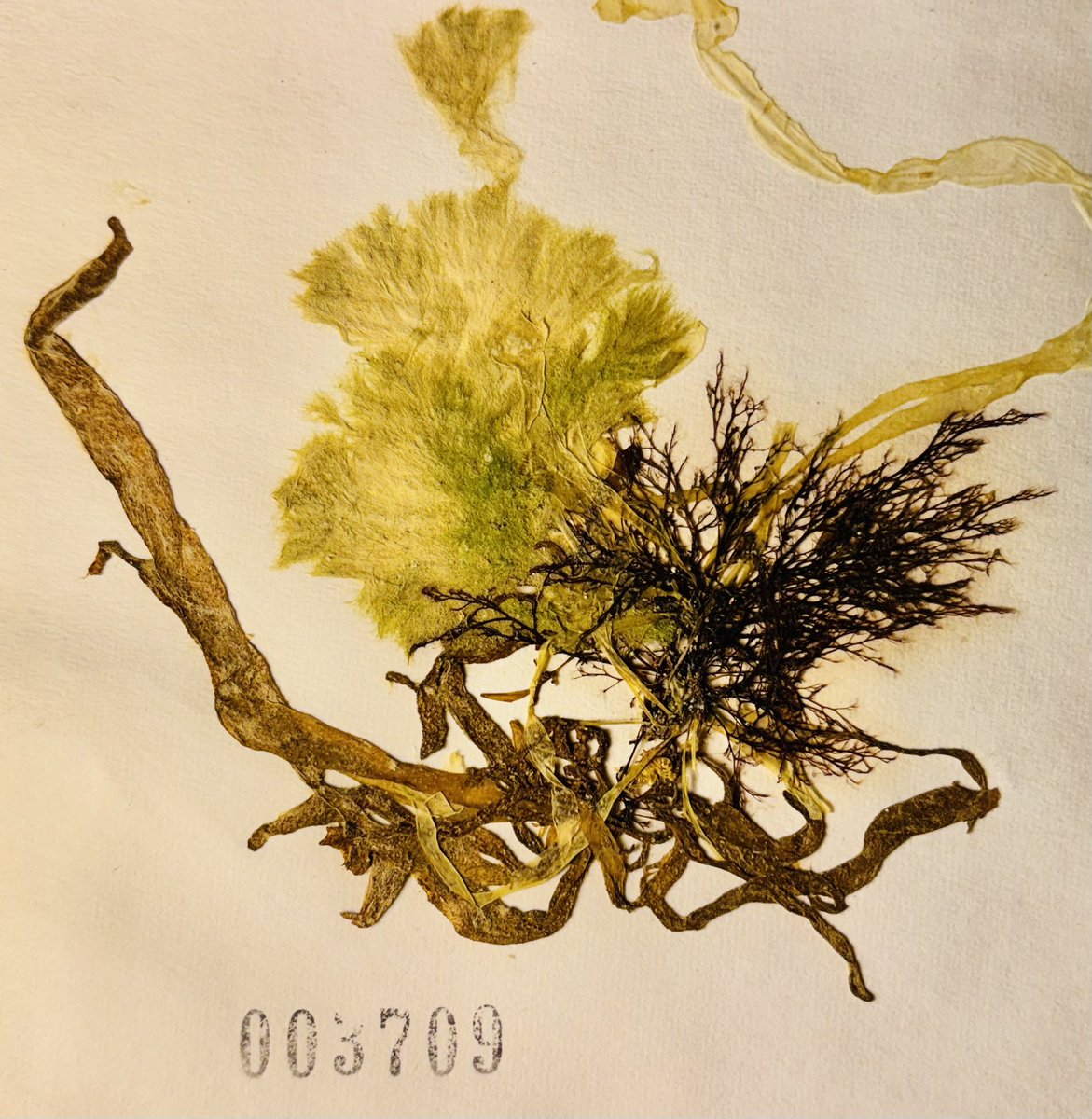 Barcoding our seaweed herbarium, Cladophora. <a href="/digiherb2024/">DigiHerb</a> <a href="/NBGGlasnevinOPW/">NBG Ireland</a> <a href="/INTERREG_NWE/">Interreg NWE</a>