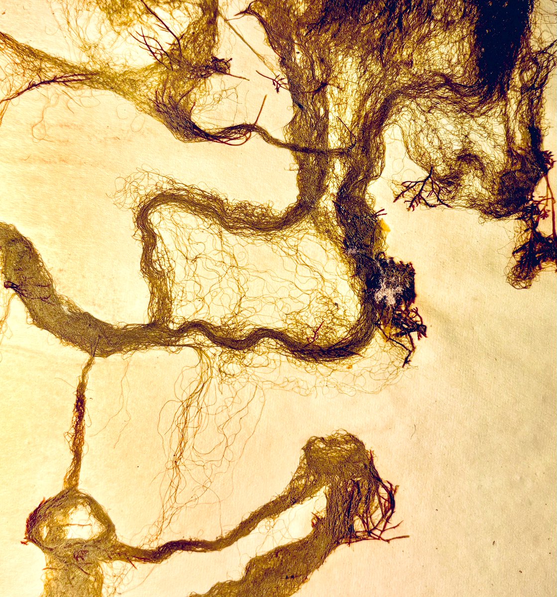 Barcoding our seaweed herbarium, Cladophora. <a href="/digiherb2024/">DigiHerb</a> <a href="/NBGGlasnevinOPW/">NBG Ireland</a> <a href="/INTERREG_NWE/">Interreg NWE</a>