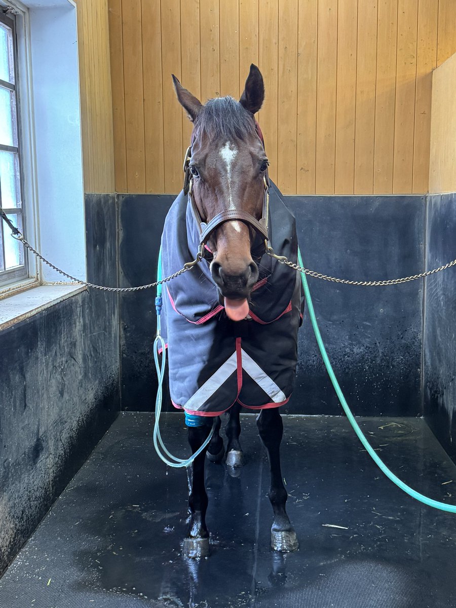 naopi_111's tweet photo. ドウデュース / 社台SS
1/8訪問
年度代表馬になった翌朝に会えた！
洗い場でホースでお湯流してもらっててリラックスして気持ち良さそうでした😊 https://t.co/mQZa4FuaZe