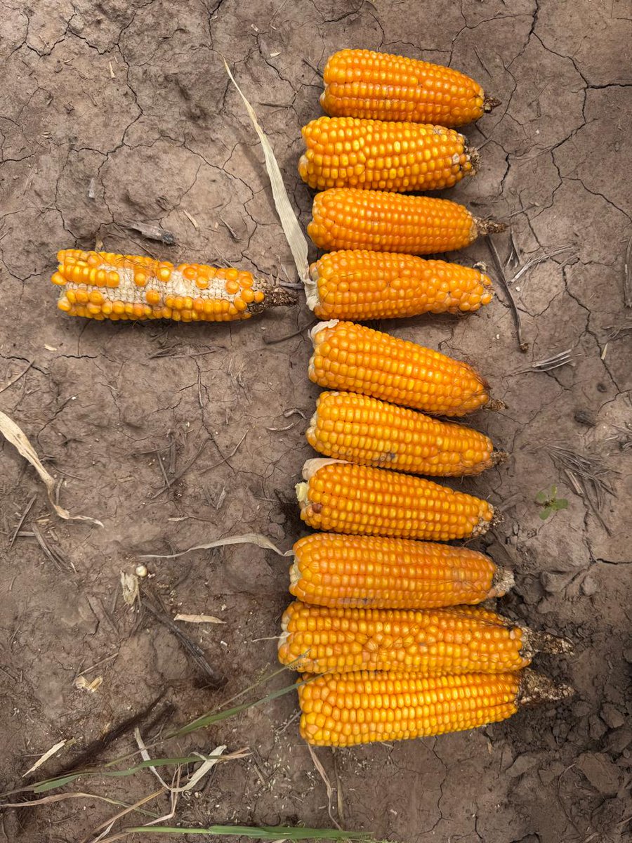 Francisco tweet media