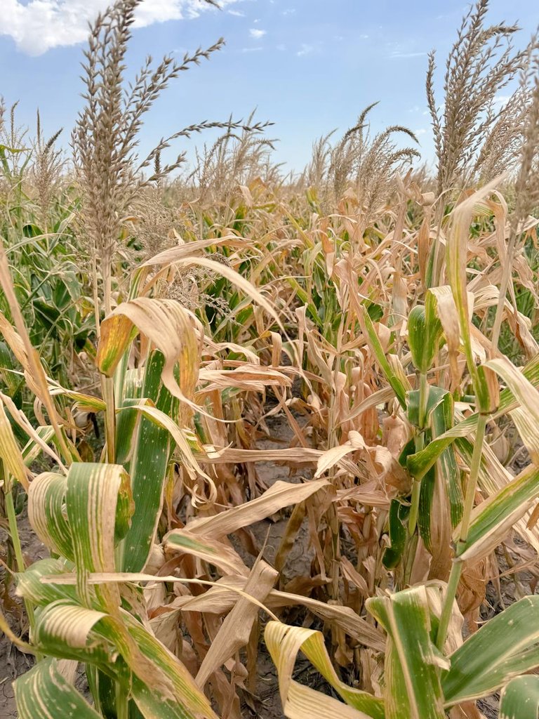 Francisco tweet media