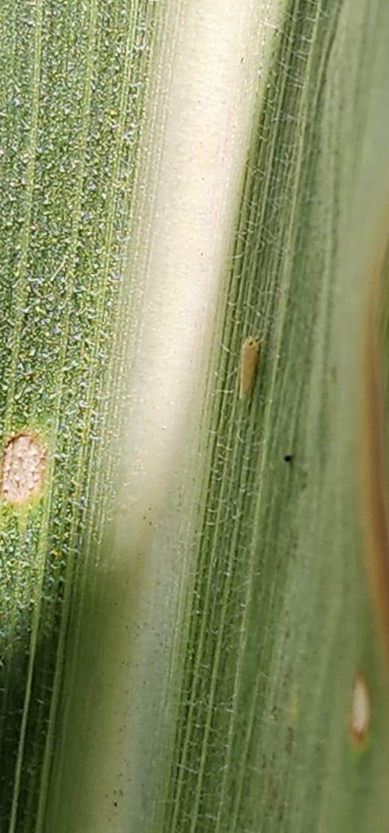 Francisco tweet media