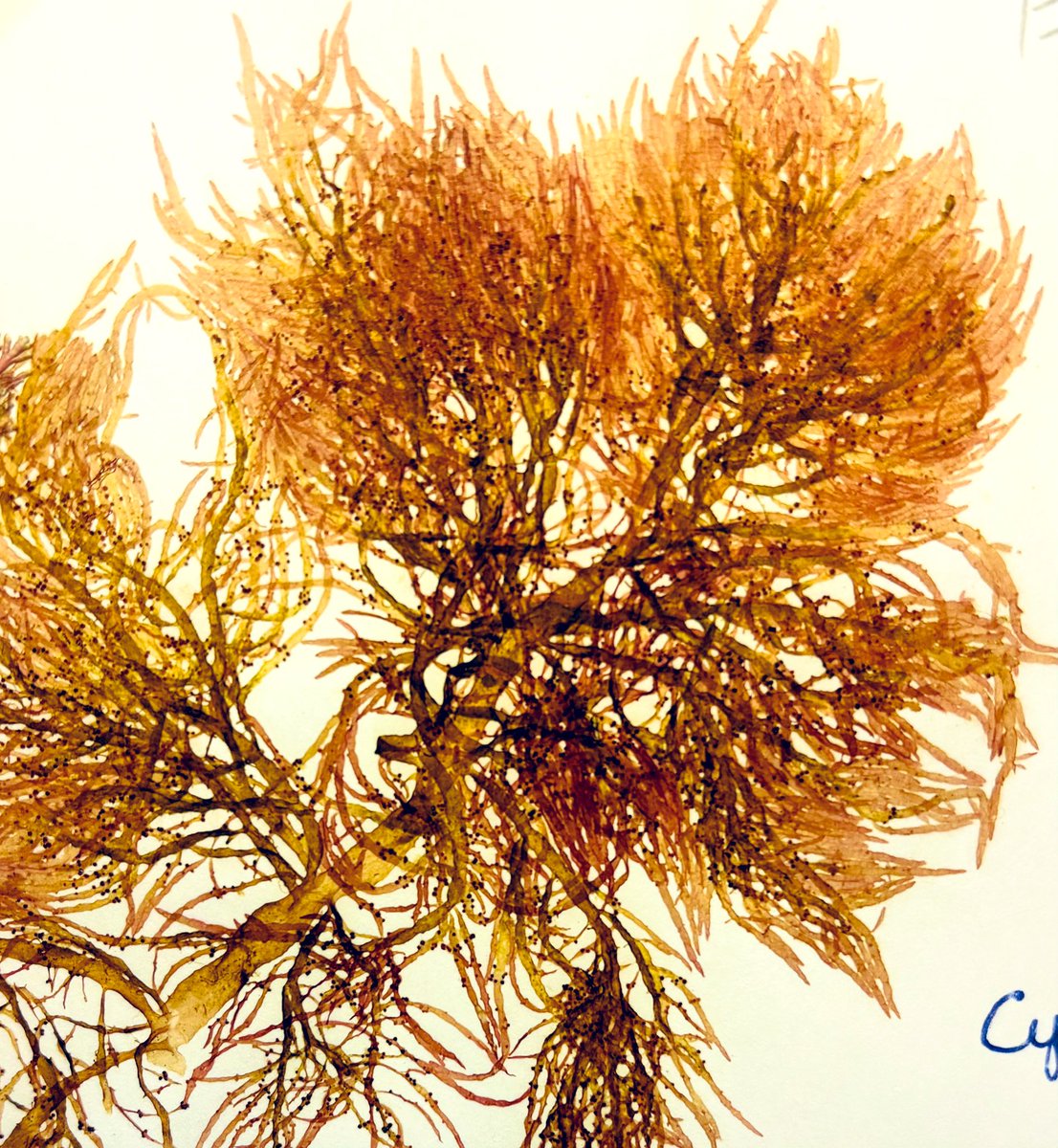 DBNherbarium (@dbnherbariumopw) on Twitter photo Barcoding our seaweed herbarium, Chylocladia verticillata. <a href="/digiherb2024/">DigiHerb</a> <a href="/NBGGlasnevinOPW/">NBG Ireland</a> <a href="/INTERREG_NWE/">Interreg NWE</a> Barcoding our seaweed herbarium, Chylocladia verticillata. <a href="/digiherb2024/">DigiHerb</a> <a href="/NBGGlasnevinOPW/">NBG Ireland</a> <a href="/INTERREG_NWE/">Interreg NWE</a>