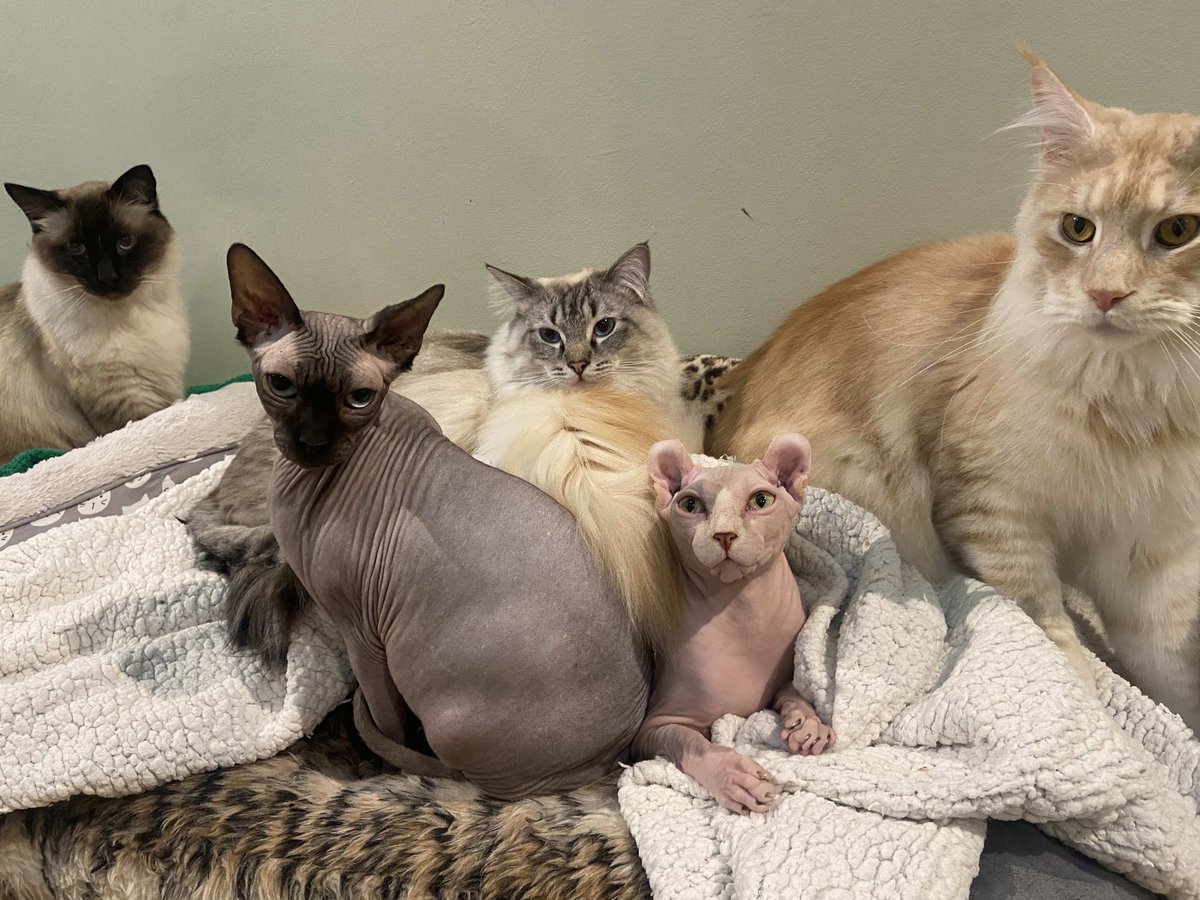 Quayside Cat Cafe tweet media