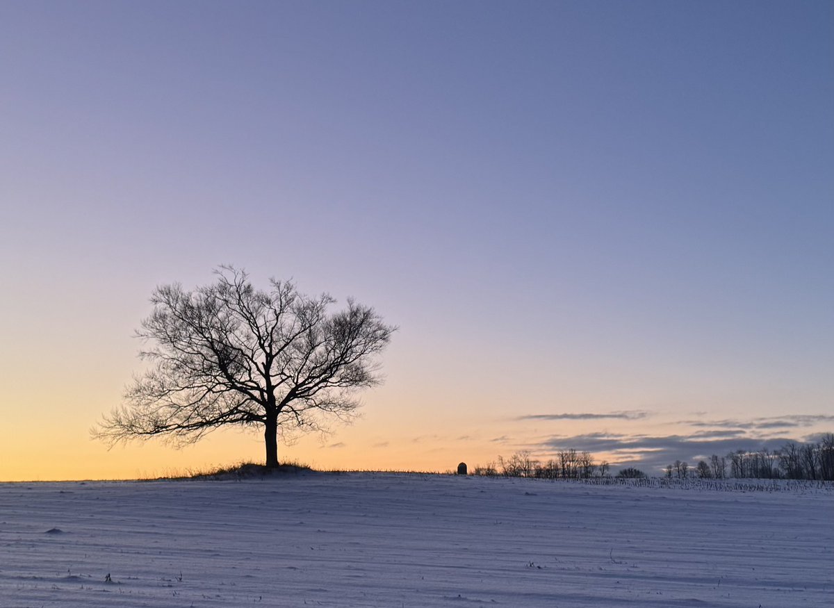 carolzollinger's tweet image. Good morning. #BeTheTree