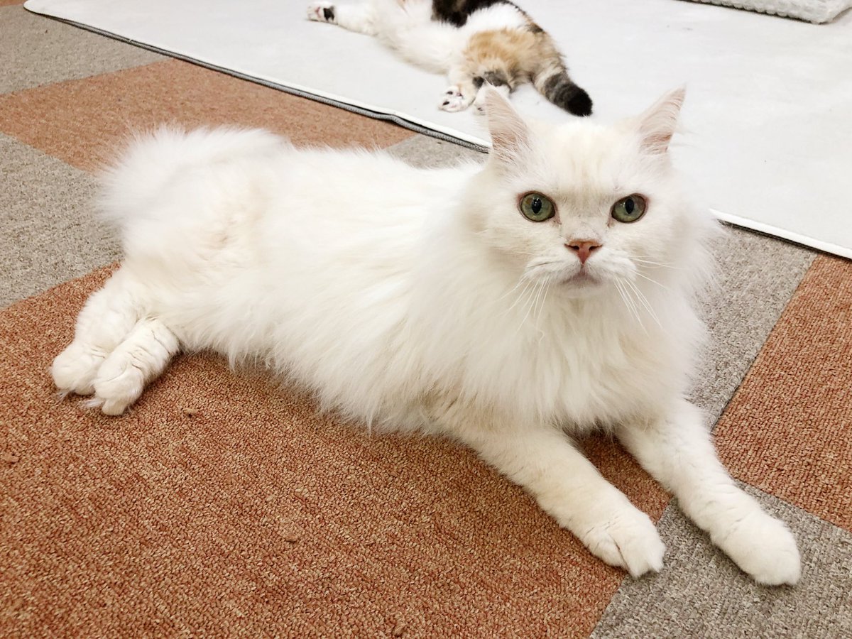 catcafenyankoto's tweet photo. 本日も閉店いたしました！
明日19時からシューちゃんの卒業式があります🎓
シューちゃんに会える最後の日なのでぜひ会いにきてあげてください✨
卒業することをきっと分かっていないピュアなシューちゃんでおやすみなさい👶💤
#にゃんこと #猫カフェ #猫 https://t.co/BNbp11k1xR
