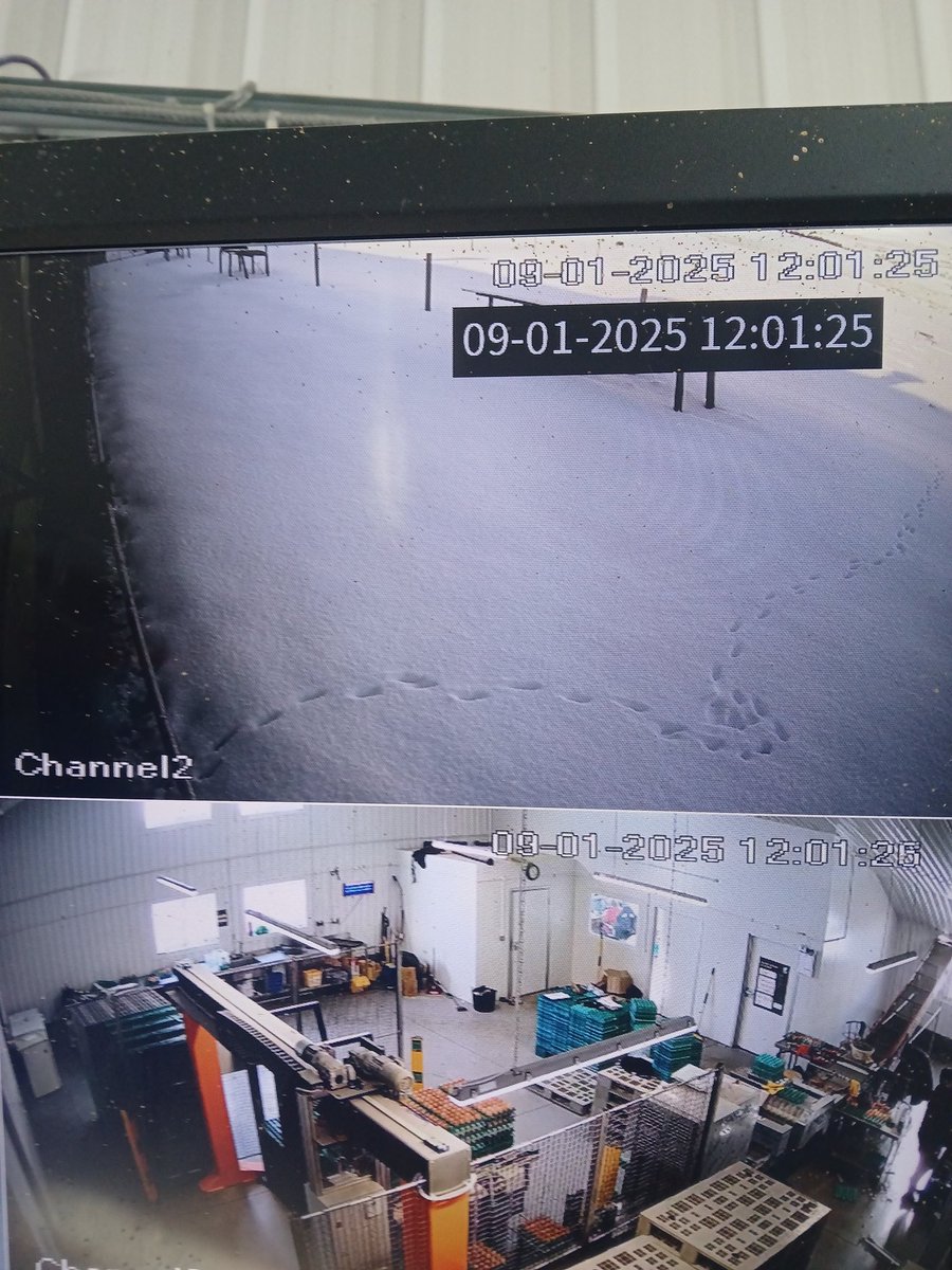 Debyg iawn ddoth Mr Llwynog draw neithiwr a cnocio ar ddrws y shed ieir ond nath ne neb ateb iddo diolch byth! Looks lunke Mr Foxy came to knoc on the hen shed door last night but nobody answerd !!