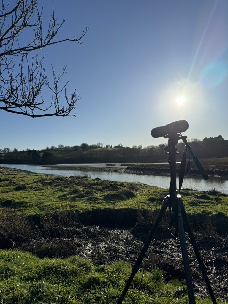 Nice hour at Passage House Inn, Newton Abbot. 19 Avocet, 5 RB Merganser, 5 Little Grebe, 2 Common Sandpiper, 2 Kingfisher, 2 Curlew, 4 Redshank amongst others
