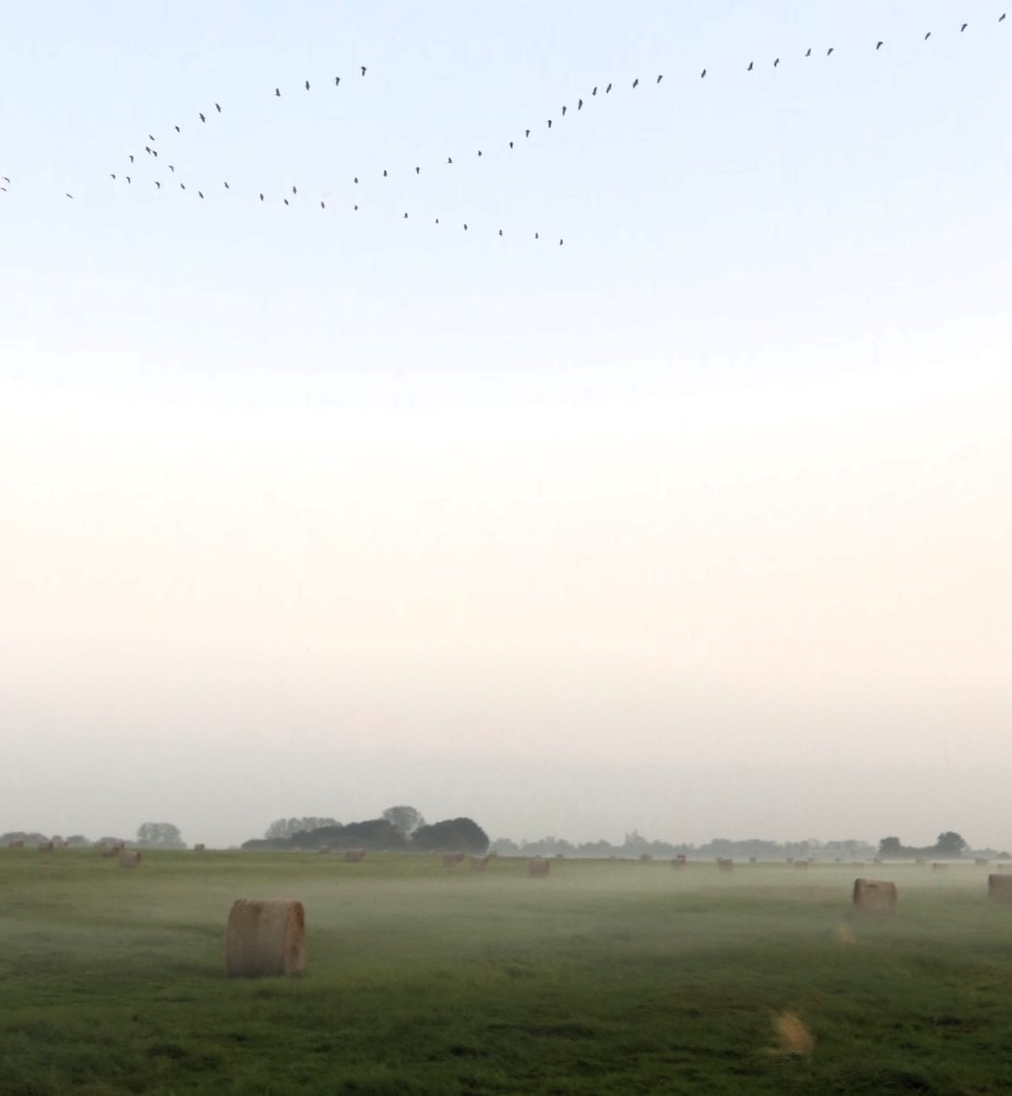 succow_stiftung's tweet image. Wir ziehen uns von X zurück – die Entwicklungen passen nicht zu unseren Werten. Sollte sich das ändern, sind wir gerne wieder hier. Unsere Arbeit für Natur &amp;amp; Klima🌱💦💚geht weiter. Folgt uns auf bsky.app/profile/succow…, LinkedIn, Insta &amp;amp; FB. #ByeByeX #QuitX #byebyeelon #eXit