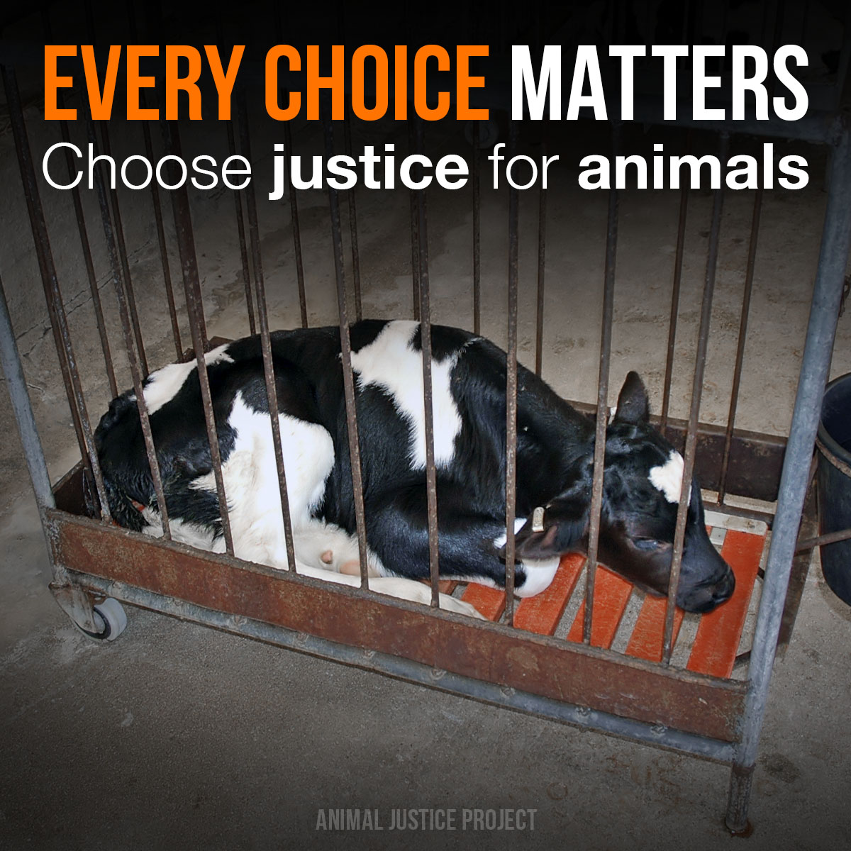 ajpReact's tweet photo. Every choice matters 🖤

By choosing compassion, we take a stand for animals and their right to live free from harm. Together, we can create a kinder, more just world for everyone 🌱

#GoVegan #AnimalRights #EveryChoiceMatters #JusticeForAnimals https://t.co/uLmdZhv3O7