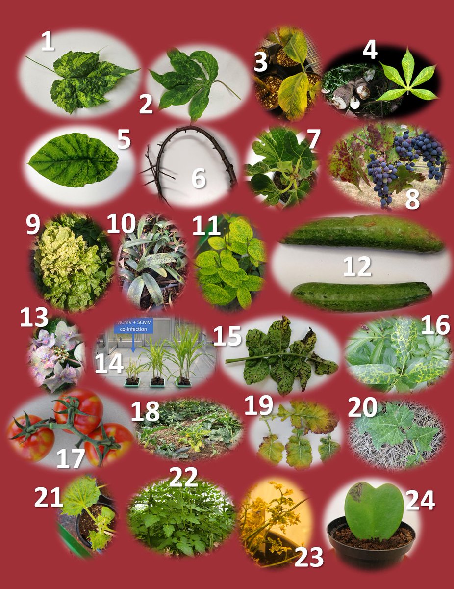 Björn Krenz (@bjornkrenz) on Twitter photo Remember our #PlantVirus Advent Calendar from December? 🎄 Relive the journey through fascinating plant viruses, from Abutilon Mosaic Virus to Hoya Tobamovirus, with <a href="/Leibniz_DSMZ_en/">Leibniz-Institut DSMZ</a>. Catch up on the highlights and keep exploring the world of plant virology! #PlantVirology Remember our #PlantVirus Advent Calendar from December? 🎄 Relive the journey through fascinating plant viruses, from Abutilon Mosaic Virus to Hoya Tobamovirus, with <a href="/Leibniz_DSMZ_en/">Leibniz-Institut DSMZ</a>. Catch up on the highlights and keep exploring the world of plant virology! #PlantVirology