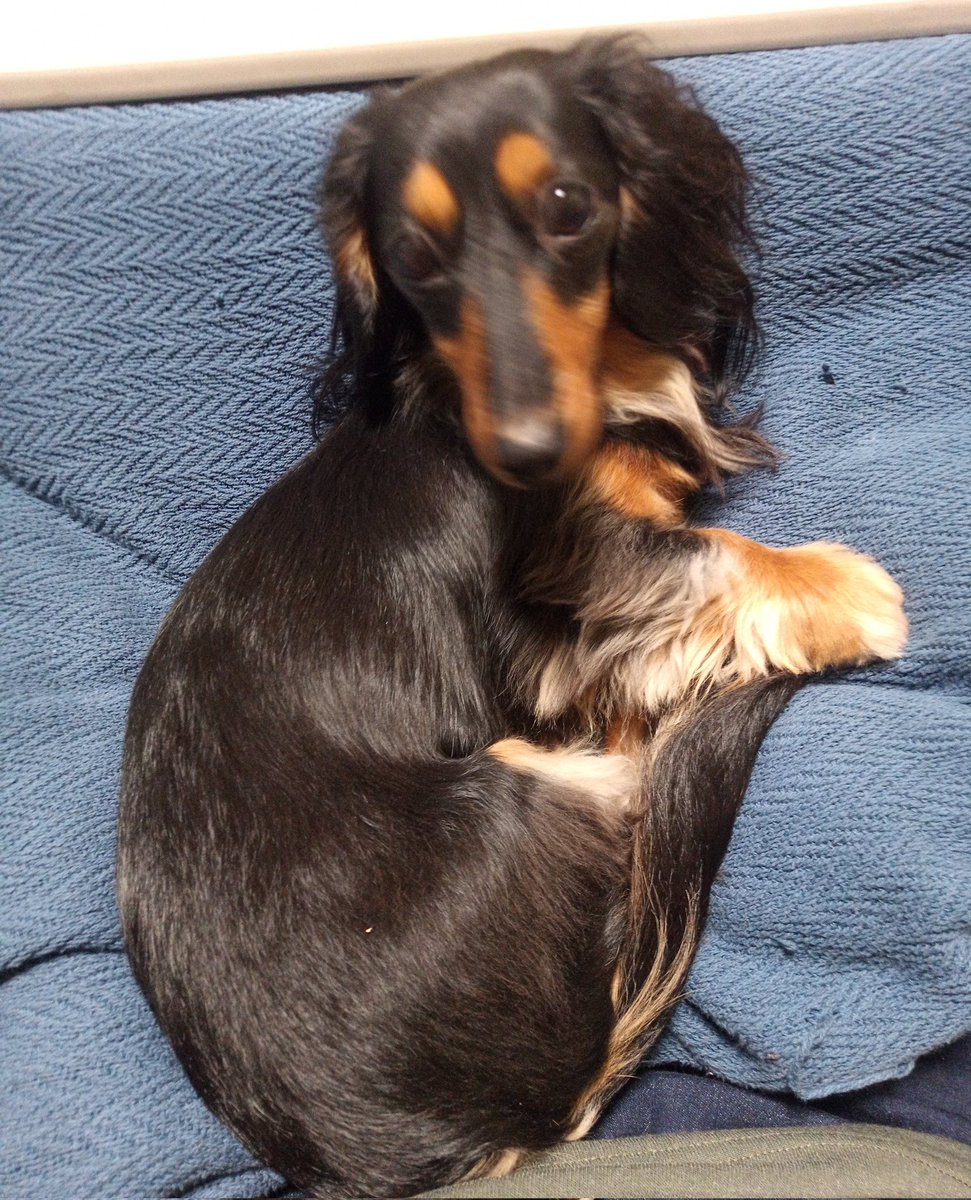 臆病なので清掃車やトラックは苦手だけど、人は犬ちゃんは大好きです❤
宜しくお願いしますわん🐶
#ミニチュアダックス #カニヘンダックス #ブラックタン