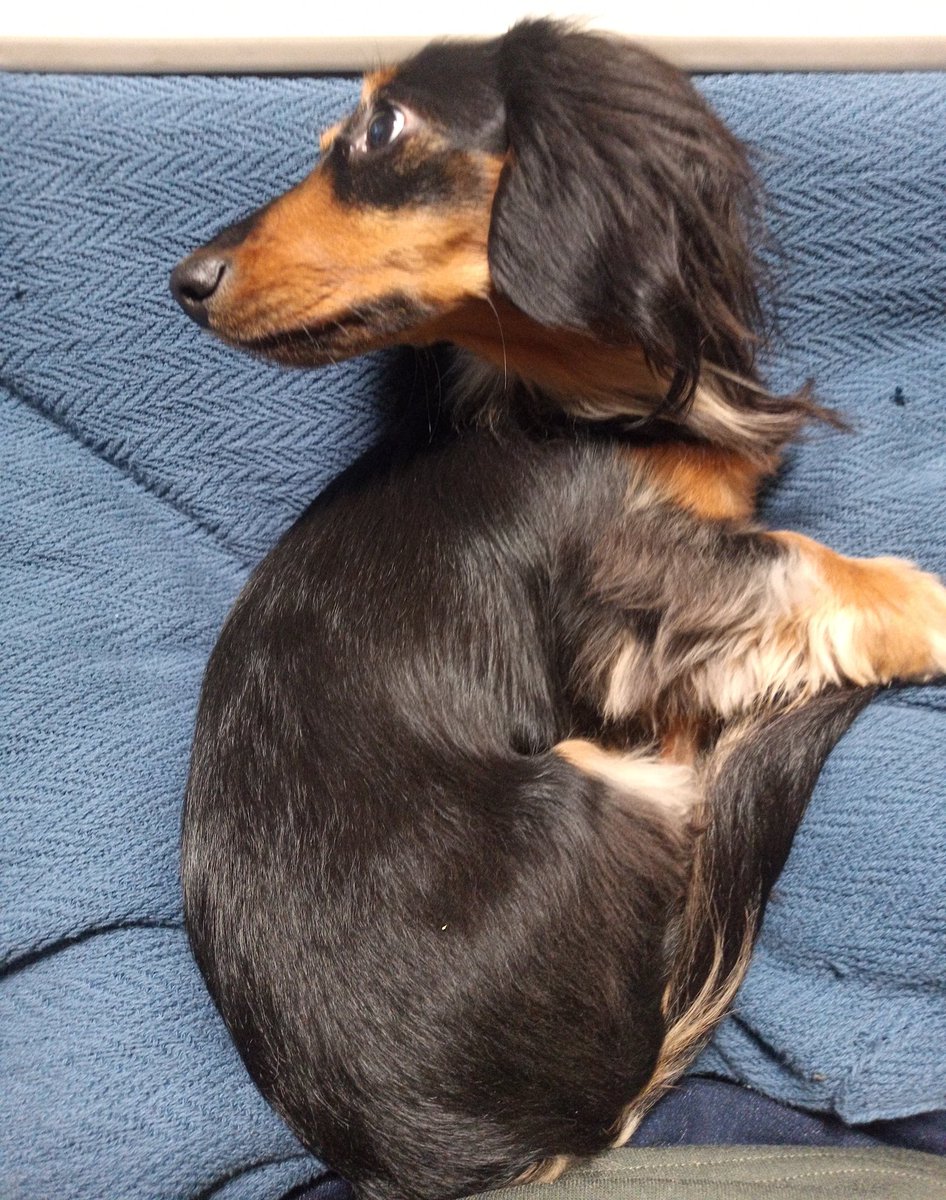 私、こたつ大好きなの♥️
ん？何か呼んだ？
#ミニチュアダックス #カニヘンダックス #ブラックタン