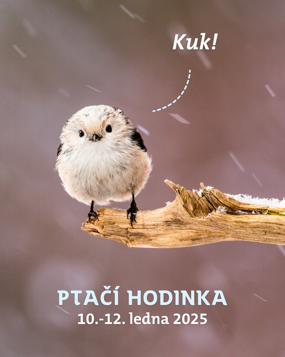 #SKAUT 🇨🇿 (@skaut) on Twitter photo Kuk! Už jste někdy zahlédli mlynaříka? Tohle roztomilé klubíčko může při letošní Ptačí hodince vykouknout i na vás! 🐦 Zapojte se tento víkend do sčítání ptactva od <a href="/birdlifecz/">Česká společnost ornitologická went to bsky</a>, ať se dozvíme o ptačím světě u nás zas o trochu víc, pomůžeme vědě a ochraně přírody.
Zúčastnit se Kuk! Už jste někdy zahlédli mlynaříka? Tohle roztomilé klubíčko může při letošní Ptačí hodince vykouknout i na vás! 🐦 Zapojte se tento víkend do sčítání ptactva od <a href="/birdlifecz/">Česká společnost ornitologická went to bsky</a>, ať se dozvíme o ptačím světě u nás zas o trochu víc, pomůžeme vědě a ochraně přírody.
Zúčastnit se