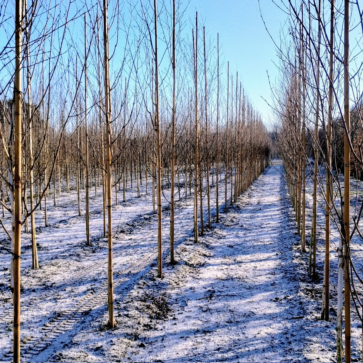 Betula jacquemontii 'Snow Queen' in her natural winter environment. Jack frost has no effect on her!
.
#birch #betula #snowqueen #snow #frost #wintercolour #southport #treenursery #treegrower #ukgrower #ukgrown #jajonesuk