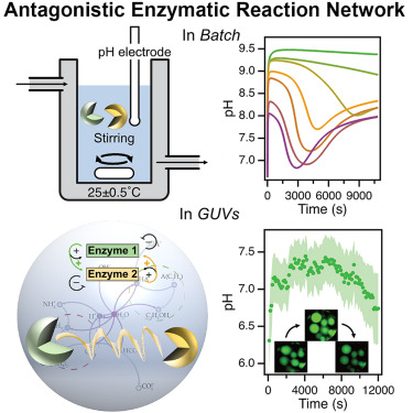 smartcell_unisi's tweet image. How enzymatic network can induce complex pH dynamics in bulk and GUVs? Read it in our new paper!
@unisiena @EGSiena @MasakiChem @CellPressNews
sciencedirect.com/science/articl…