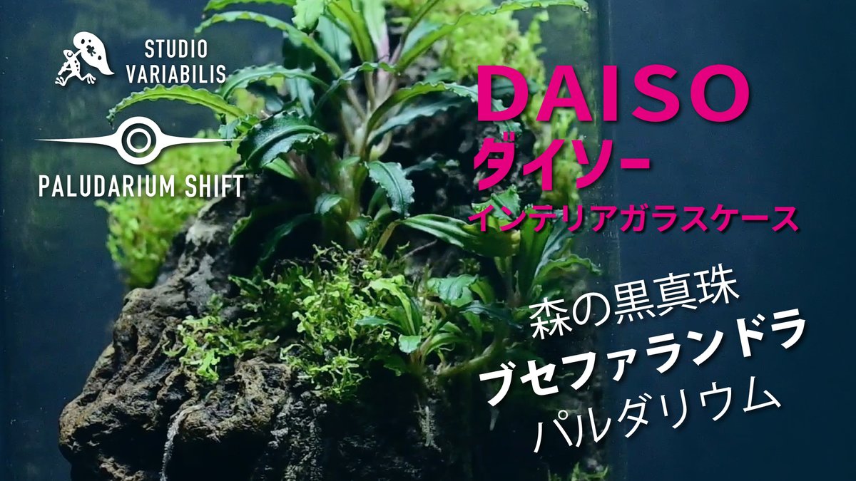 📢Youtube更新のお知らせ
パルダリウムシフト第8弾
「DAISO ダイソー の容器でブセファランドラを使った本格パルダリウム」をアップしました。
制作を一気見してからの7ヶ月後の状態をご覧ください♪
#パルダリウム #ダイソー #DAISO #パルダリウム愛好会

youtu.be/CV_AjaJVIgU