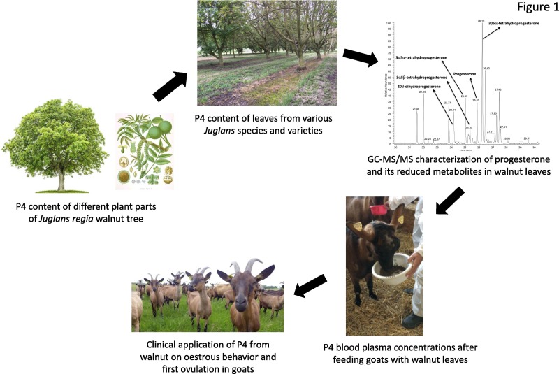 INRAE UMR1332 BFP (@inrae_bfp) on Twitter photo 🌿 Innovating goat farming: walnut leaves for ovulation synchronization! 🐐
Pellets made from walnut leaves containing high progesterone levels could replace synthetic sponges, offering a solution that supports animal welfare, and environmental benefits!
doi.org/10.1016/j.anim… 🌿 Innovating goat farming: walnut leaves for ovulation synchronization! 🐐
Pellets made from walnut leaves containing high progesterone levels could replace synthetic sponges, offering a solution that supports animal welfare, and environmental benefits!
doi.org/10.1016/j.anim…
