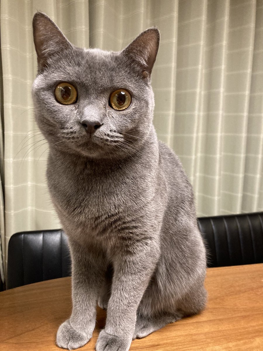 普段全然来ないのにプリン食べてると必ずやってくる