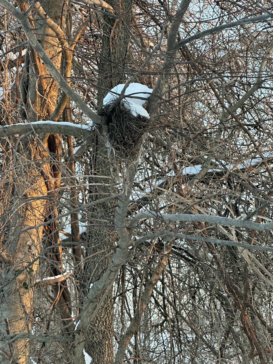 This must be why no bird breeds in winter 🤔🥶