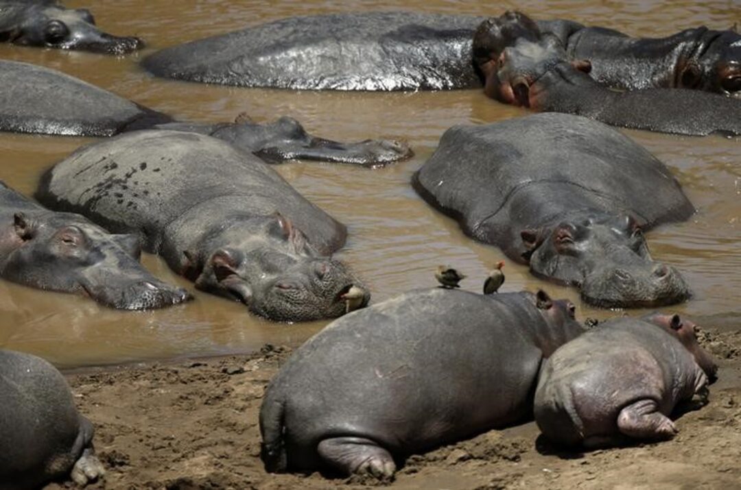 ZimParks confirms malnutrition as the cause of 19 hippo deaths in the Mid-Zambezi Region. Investigations reveal no signs of anthrax. Mr. Tinashe Farawo states that about 50% of the hippo population is in poor condition, highlighting the urgent need for conservation efforts.