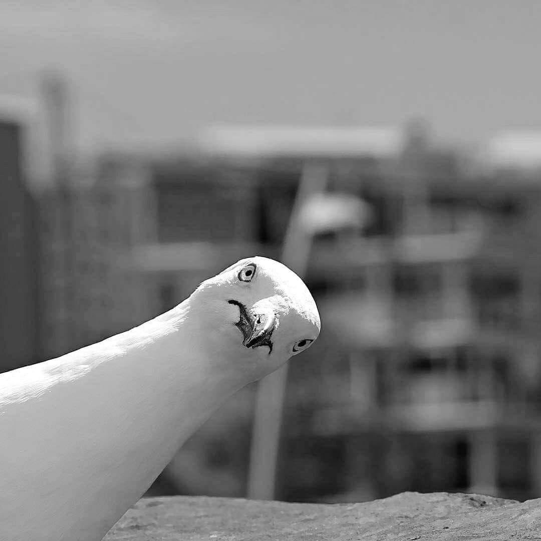 Paul Knott tweet media