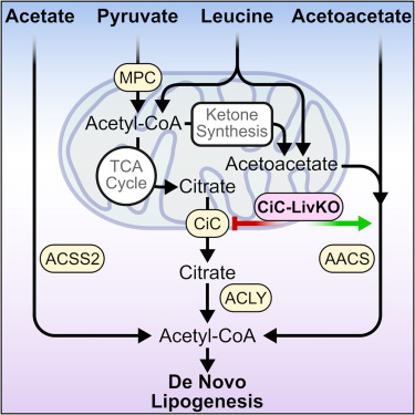 A hierarchical hepatic de novo lipogenesis substrate supply network utilizing pyruvate, acetate, and ketones dlvr.it/THG9YJ