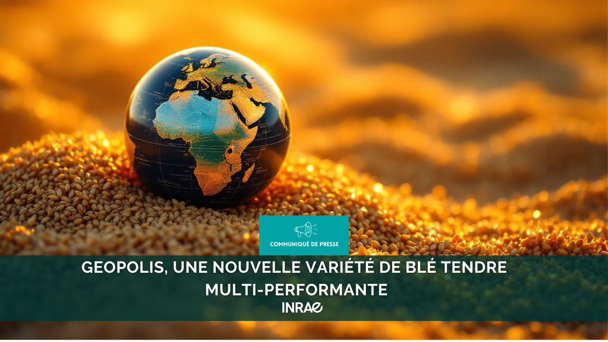 INRAE (@inrae_france) on Twitter photo #RP_INRAE Lancement sur le marché d’une nouvelle variété de blé tendre multi-performante, nommée GEOPOLIS, annoncé par INRAE et sa filiale <a href="/AGRI_OBTENTIONS/">Agri Obtentions</a>
👉A disposition de tous les agriculteurs des grands bassins de production du Nord de la France et du Bassin parisien pour #RP_INRAE Lancement sur le marché d’une nouvelle variété de blé tendre multi-performante, nommée GEOPOLIS, annoncé par INRAE et sa filiale <a href="/AGRI_OBTENTIONS/">Agri Obtentions</a>
👉A disposition de tous les agriculteurs des grands bassins de production du Nord de la France et du Bassin parisien pour