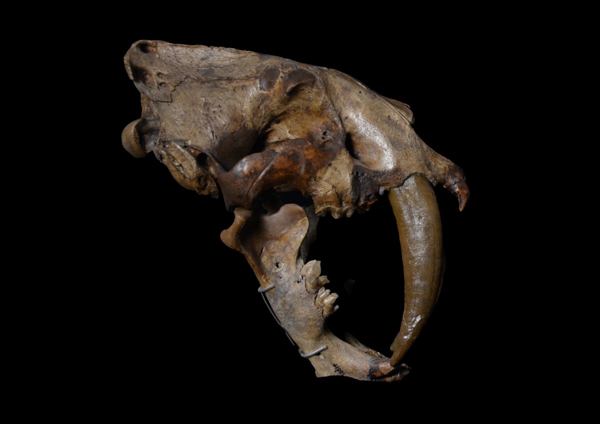 How do you test just how lethal the extraordinarily long canines of sabre-toothed cats like Smilodon were?