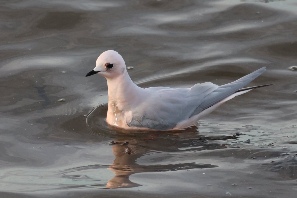 Jamie Sample (@jamiesample99) on Twitter photo Fantastic views of the adult Ross's Gull at South Shields yesterday afternoon! Brilliant start to 2025! <a href="/DurhamBirdClub/">Durham Bird Club</a> <a href="/BirdGuides/">BirdGuides</a> Fantastic views of the adult Ross's Gull at South Shields yesterday afternoon! Brilliant start to 2025! <a href="/DurhamBirdClub/">Durham Bird Club</a> <a href="/BirdGuides/">BirdGuides</a>