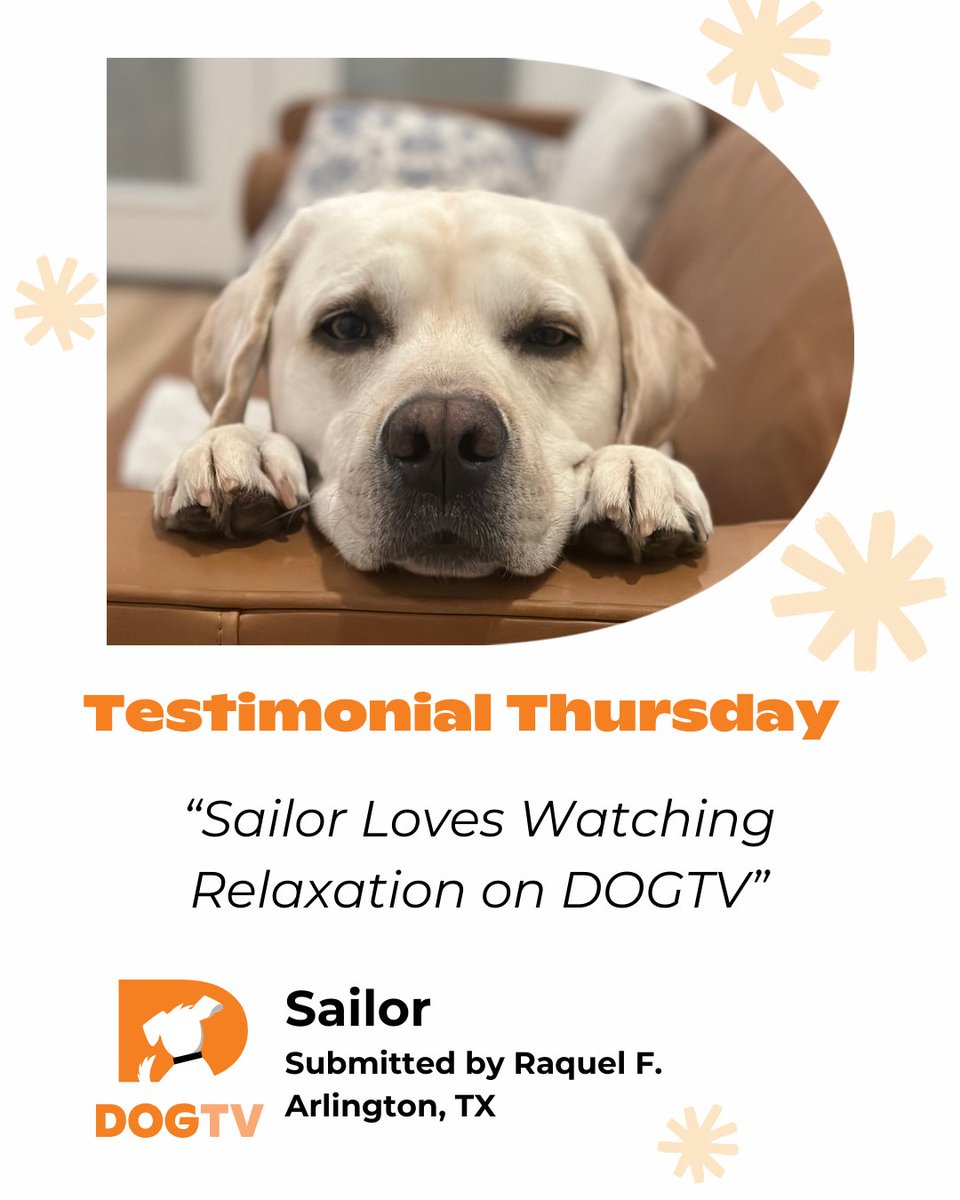 dogtv's tweet photo. Testimonial Thursday! 🐾 Sailor is all about DOGTV Relaxation – the perfect way to unwind. 🐶

#DOGTV #TestimonialThursday #DogsofInstagram   #DogLovers #PetCare #Pet #tvfordogs https://t.co/YAx8xlg481