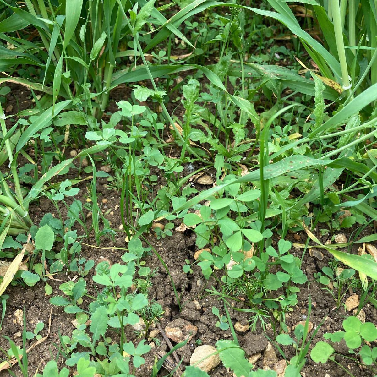 CotswoldSeeds's tweet photo. Undersown spring barley 🌱
A great example of making the most of the weather- @harryblake97 June ‘21.
He said “drilled at 200kg/ha with no intention of undersowing, however with the rain forecast & the wide row spacing I thought it was worth a go!”
#undersown #herballeys https://t.co/WXv7Dnca3x